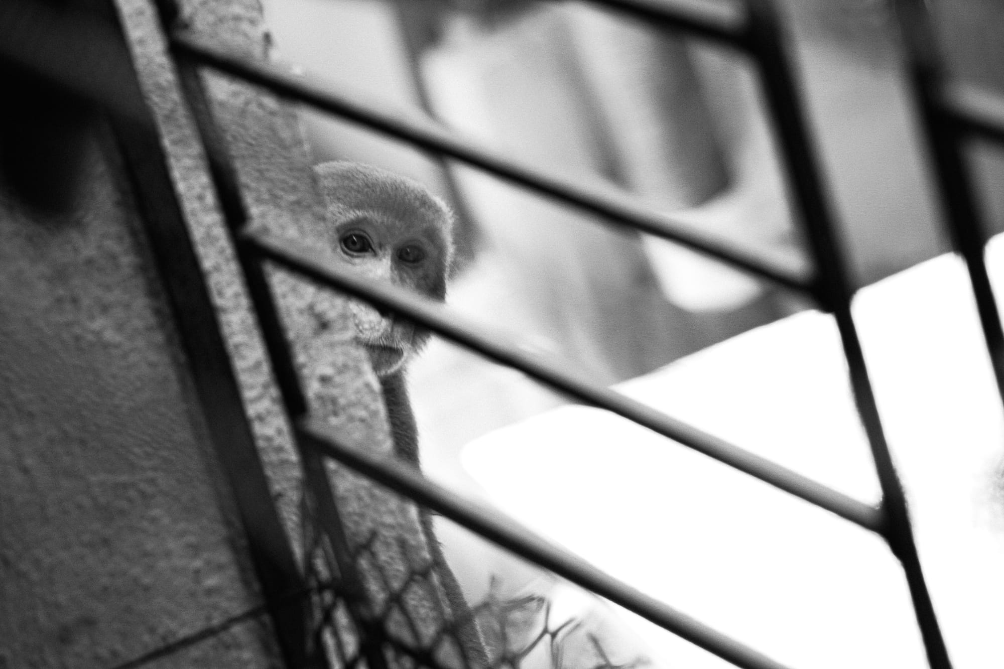Monkey looks at camera between bars in black and white photo