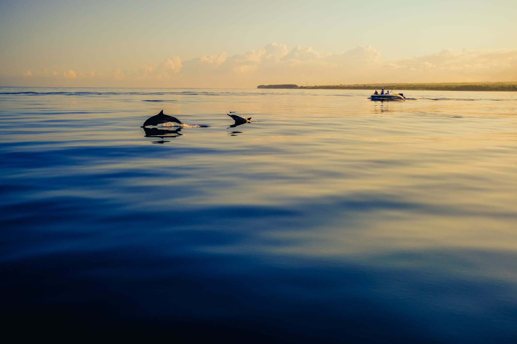 Two dolphins splash near a boat