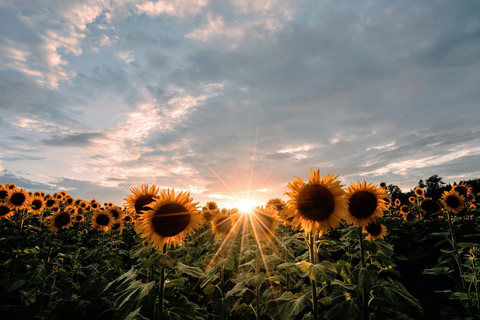 Field of sunflowers at sunset