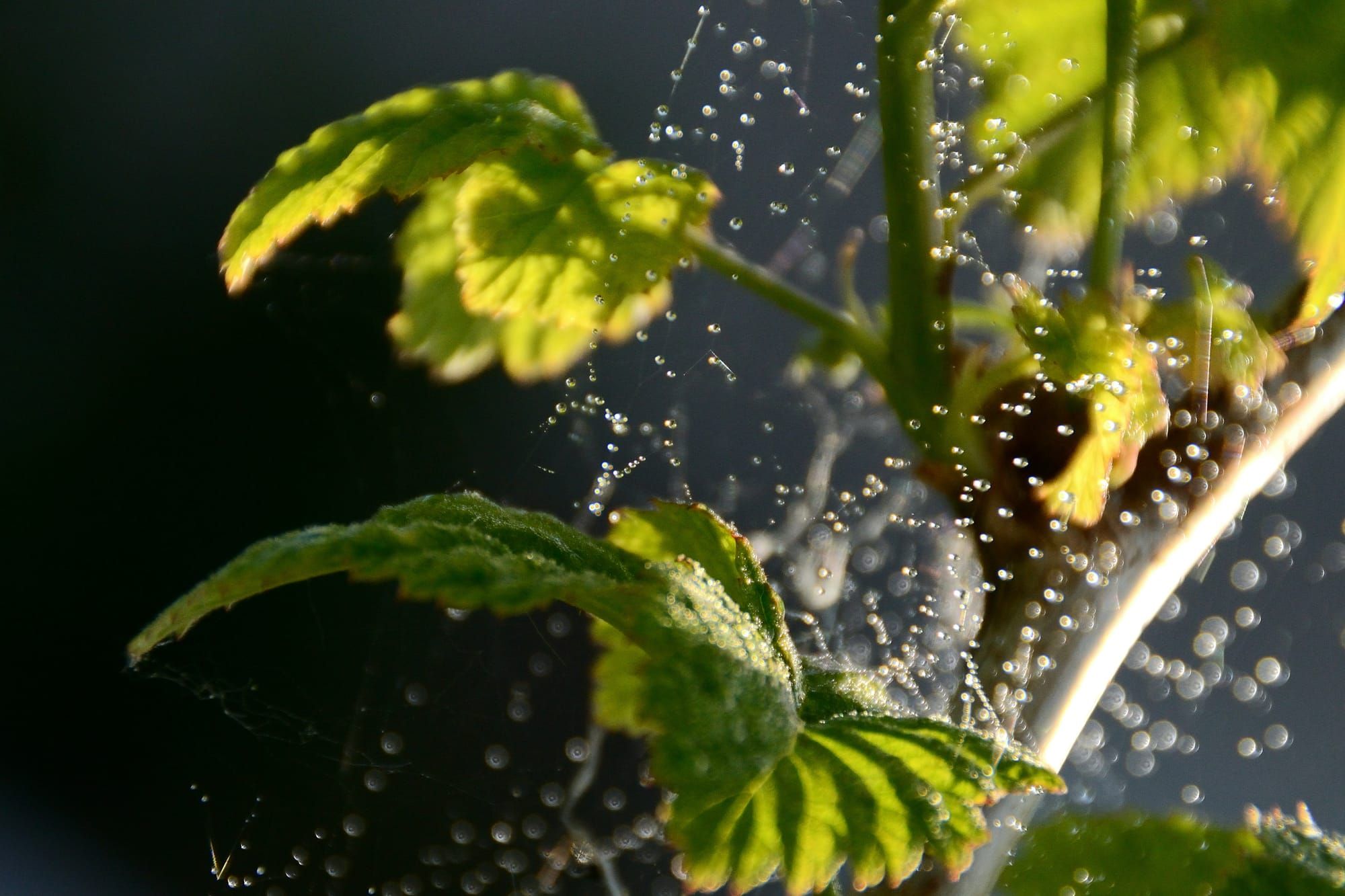 Dew on spider webs on tree branch