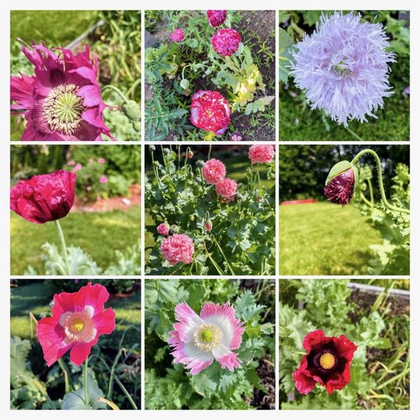 A sampling of my glorious poppies - grid of 9 different ones
