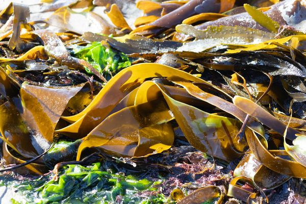 wet-seaweed-lies-on-the-beach