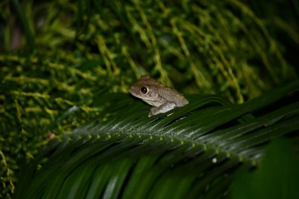 Frog on a green branch