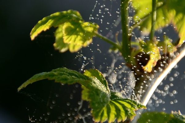 Dew on spider webs on tree branch