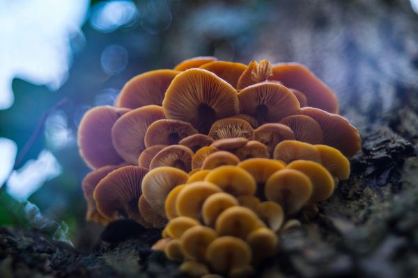 Cluster of yellow mushrooms in a forest, taken from below so you can see their gills