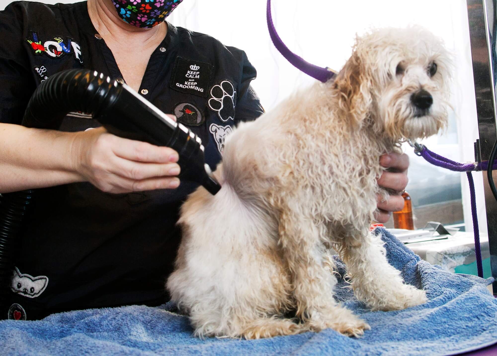 Hundfrisör – ett yrke med utmaningar