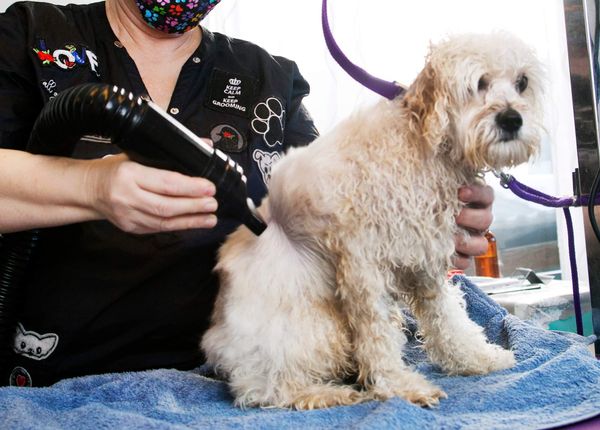 Hundfrisör – ett yrke med utmaningar