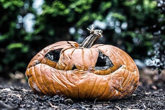 1,600+ Rotten Pumpkin Stock Photos, Pictures & Royalty-Free Images - iStock