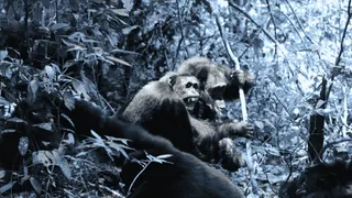 Leaked Documents Reveal CIA Using Transphobic Propaganda to Influence Chimpanzee War