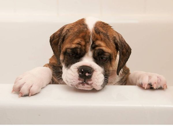 Your Puppy's First Bath