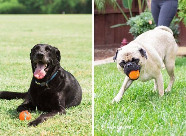 Tennis Balls and Your Dog: Play Safe