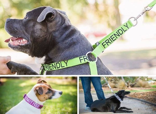 Color Coding for Dog Collars, Leashes, Ribbons & More
