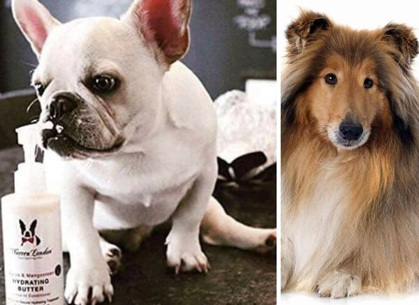 Simply the Best Dog Leave-in Conditioners for Beautiful Coats!