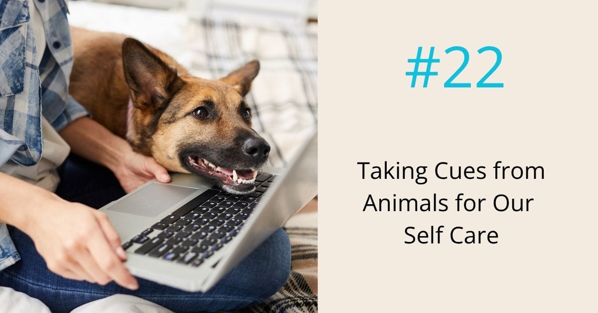 Taking cues from animals for our self care- episode 22 Om WOW Podcast