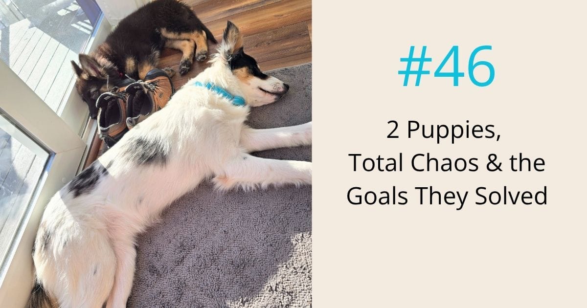 2 puppies total chaos and the goals they solved - episode 46 Om WOW Podcast