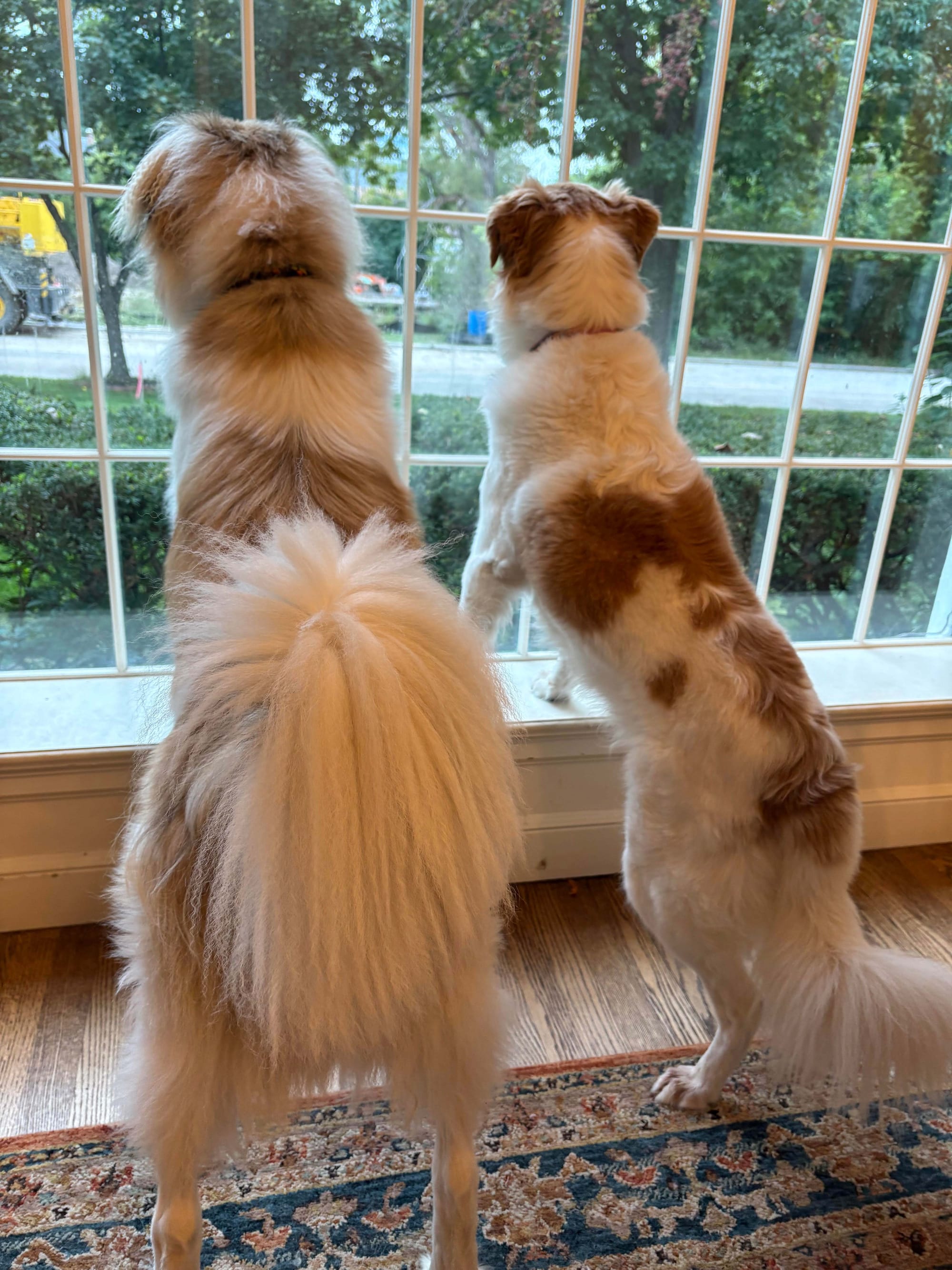 Two fluffy brown and white dogs stand with their front paws on a low window sill looking outside