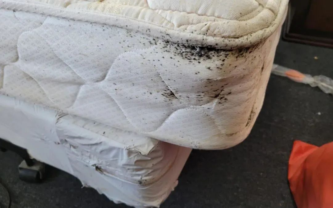 Intel: Avoiding Bedbugs