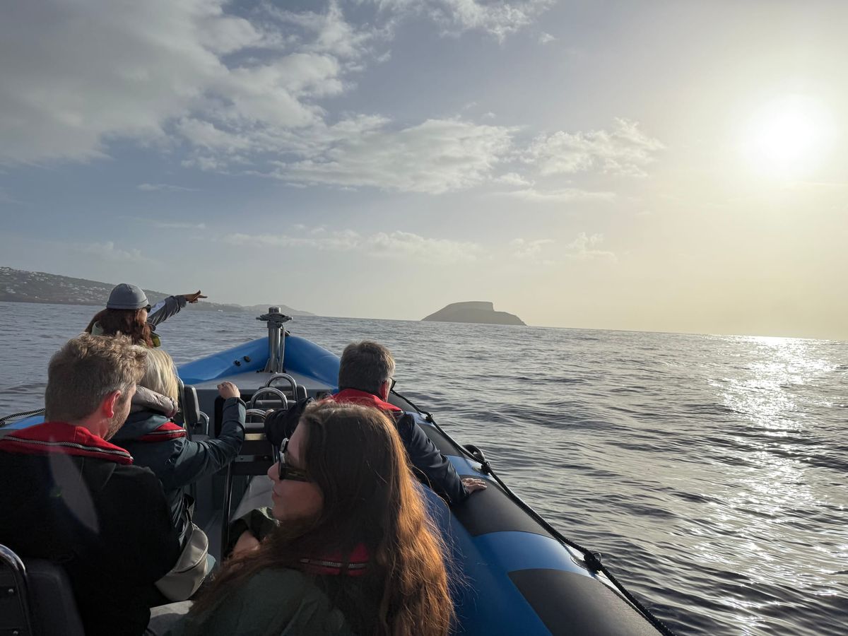 See: Azorean Whale Watching