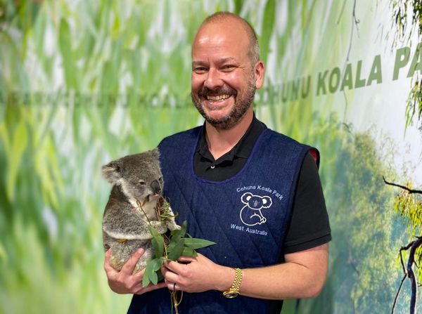 Intel: Petting that Illusive Koala