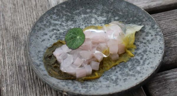 Taste from Afar: Canadian Jellyfish Salad