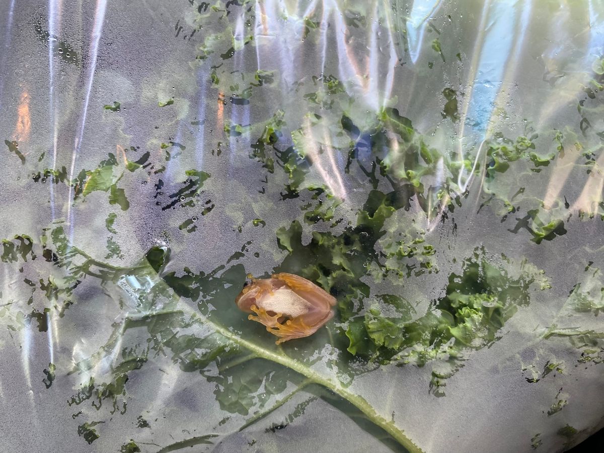 Soil-Grown vs. Hydroponic Greens: Why the Difference Matters