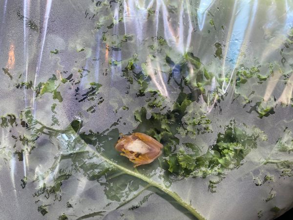 Soil-Grown vs. Hydroponic Greens: Why the Difference Matters