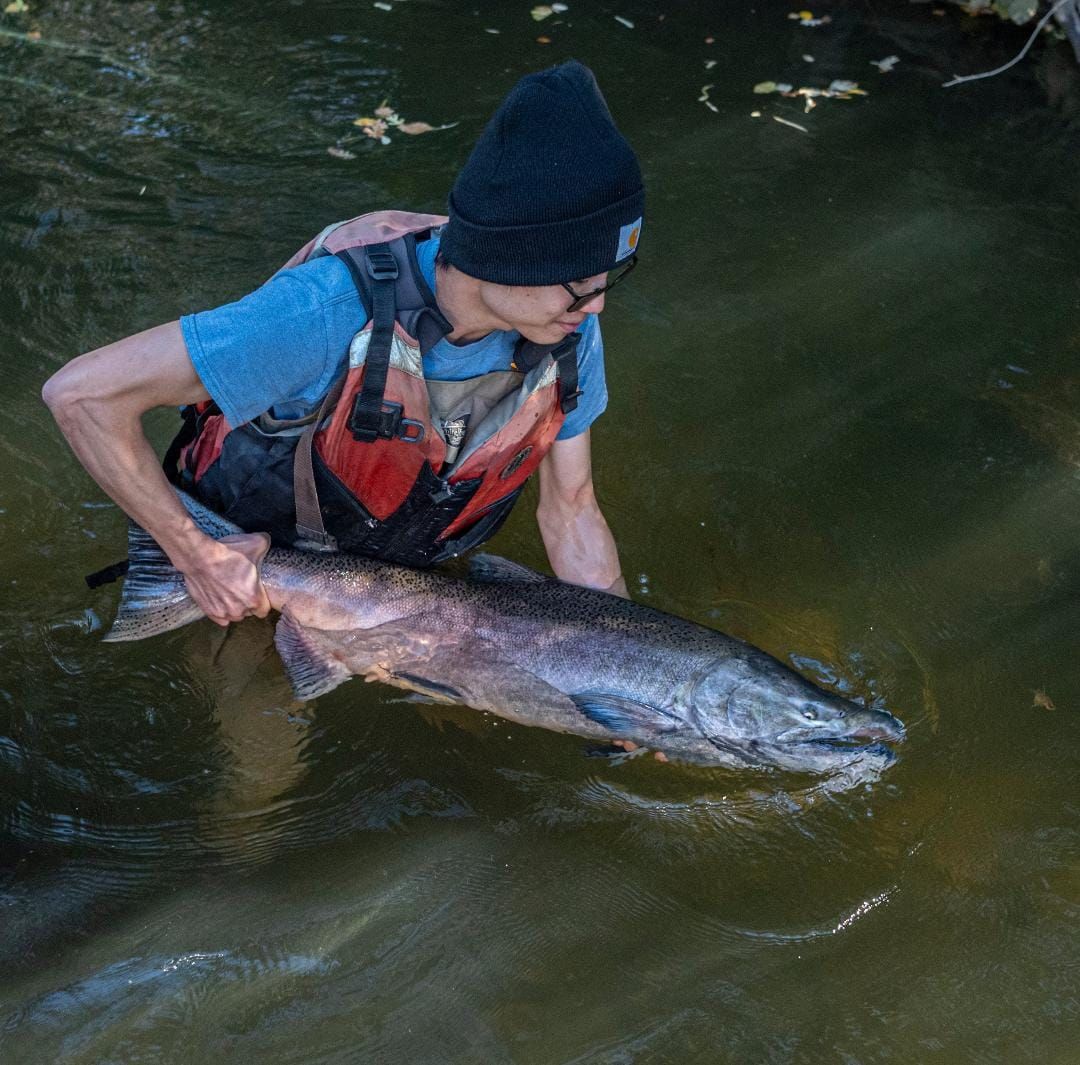 Record run of 2,150 salmon returns to Putah Creek, a Sacramento River tributary