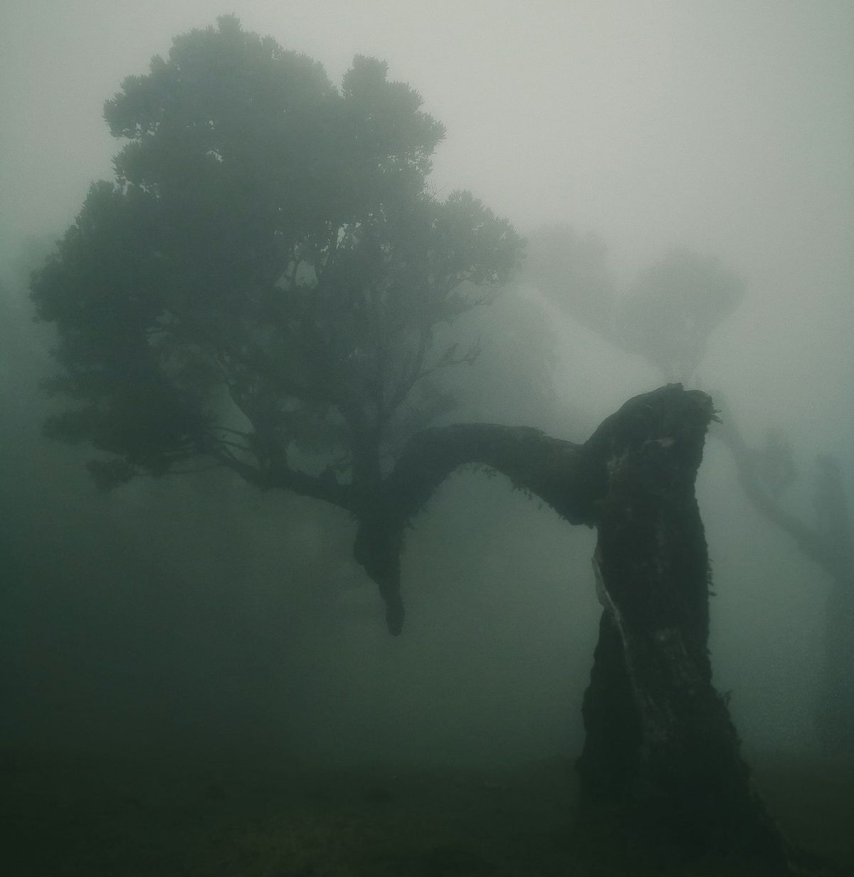 Elk Grove Week at a Glance - Week of December 8