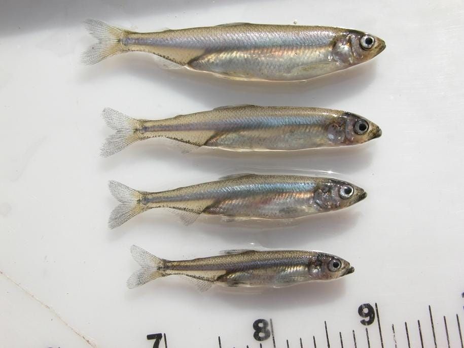 Breaking: No Delta Smelt Found in Fall Midwater Trawl for Eighth Year in a Row