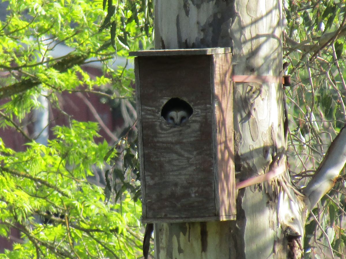 Rural Roots Sunday - A Surprise Adventure in Rural Elk Grove