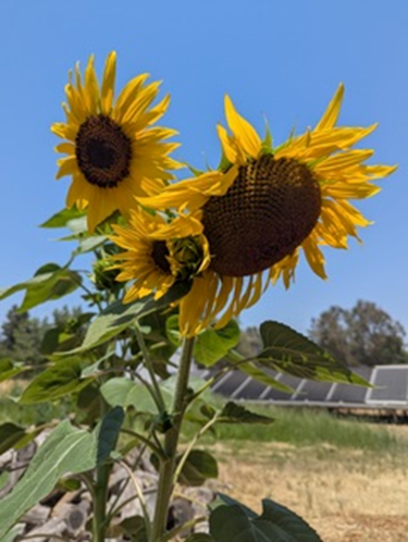 Rural Roots Sunday – Coming Full Circle: Why Rural Elk Grove Feels Like Home