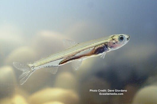Federal Government Restores Funding for Delta Smelt Captive Breeding Program