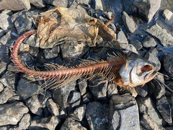 The Mask Comes Off: Department of Water Resources Reveals the True Purpose of the Delta Tunnel