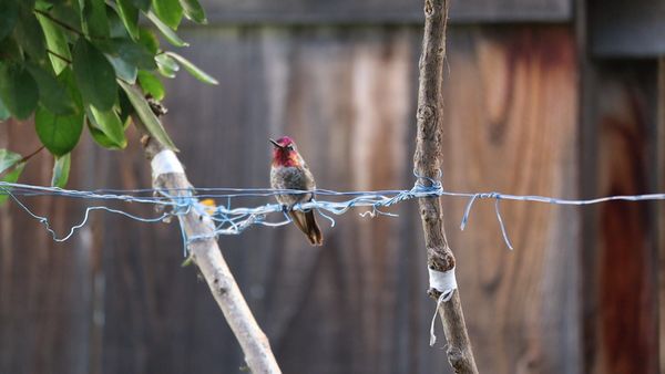 Backyard Hummingbird in Elk Grove, California