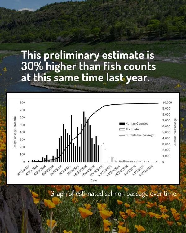 Great News: Nearly 10,000 salmon have migrated up the Klamath River above the former dam sites!