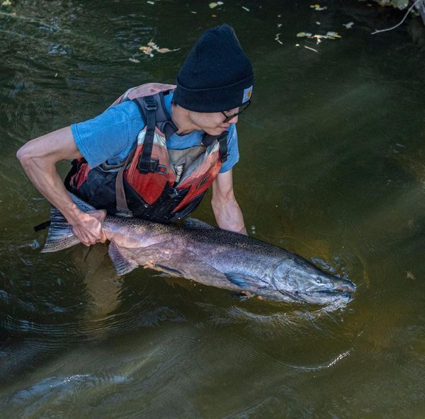 Record run of 2,150 salmon returns to Putah Creek, a Sacramento River tributary