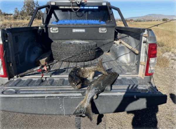First salmon poacher caught on Klamath River system above former dam sites