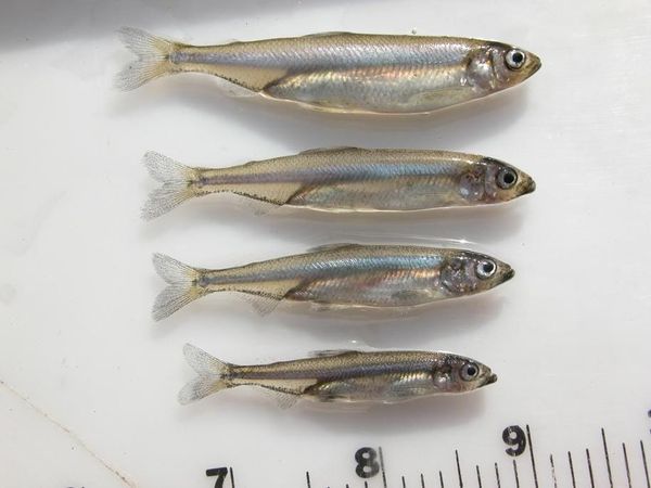 Breaking: No Delta Smelt Found in Fall Midwater Trawl for Eighth Year in a Row
