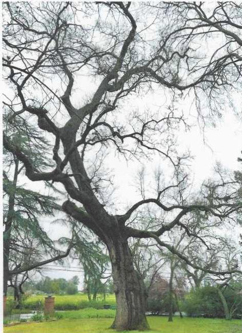 Rural Roots Sunday - Oak Trees are an Elk Grove Rural Area Symbol