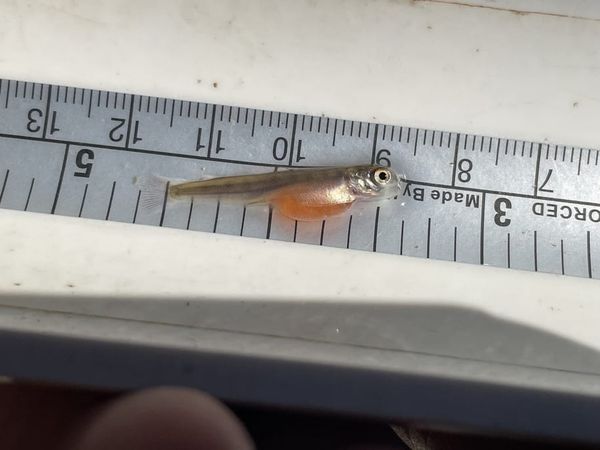 Klamath Tribes Document First Salmon Hatch in Upper Klamath Lake Tributaries in 100 Years!