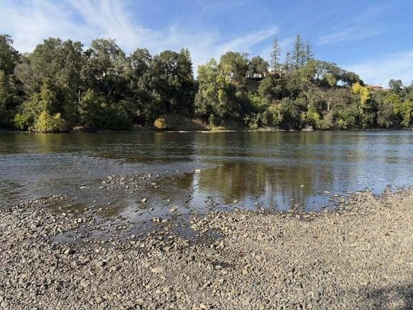 Increased Abundance of Sacramento and Klamath River Chinooks Points to Improved Salmon Season
