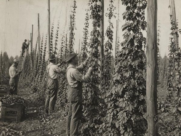 Rural Roots Sunday: Just a Hop Field