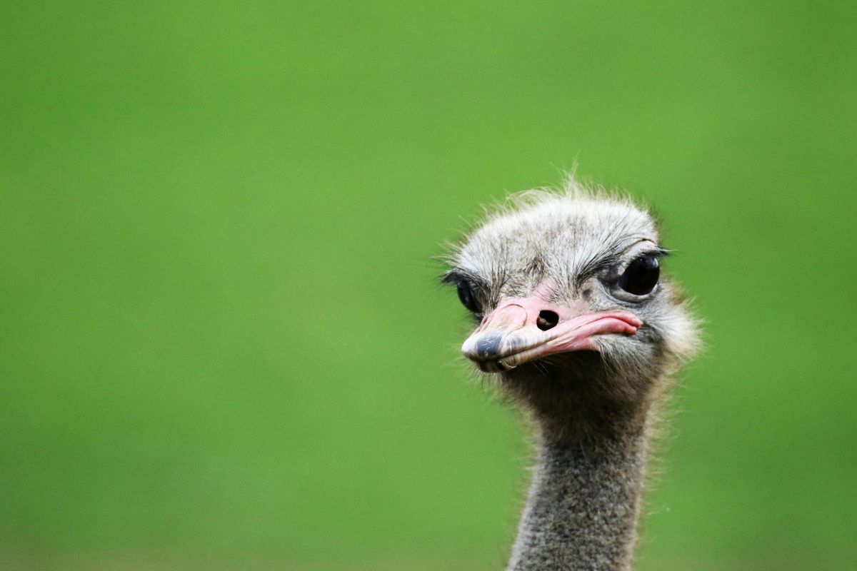 A gray ostritch, just the head, against a blurred green background. The bird looks a little fed up. 