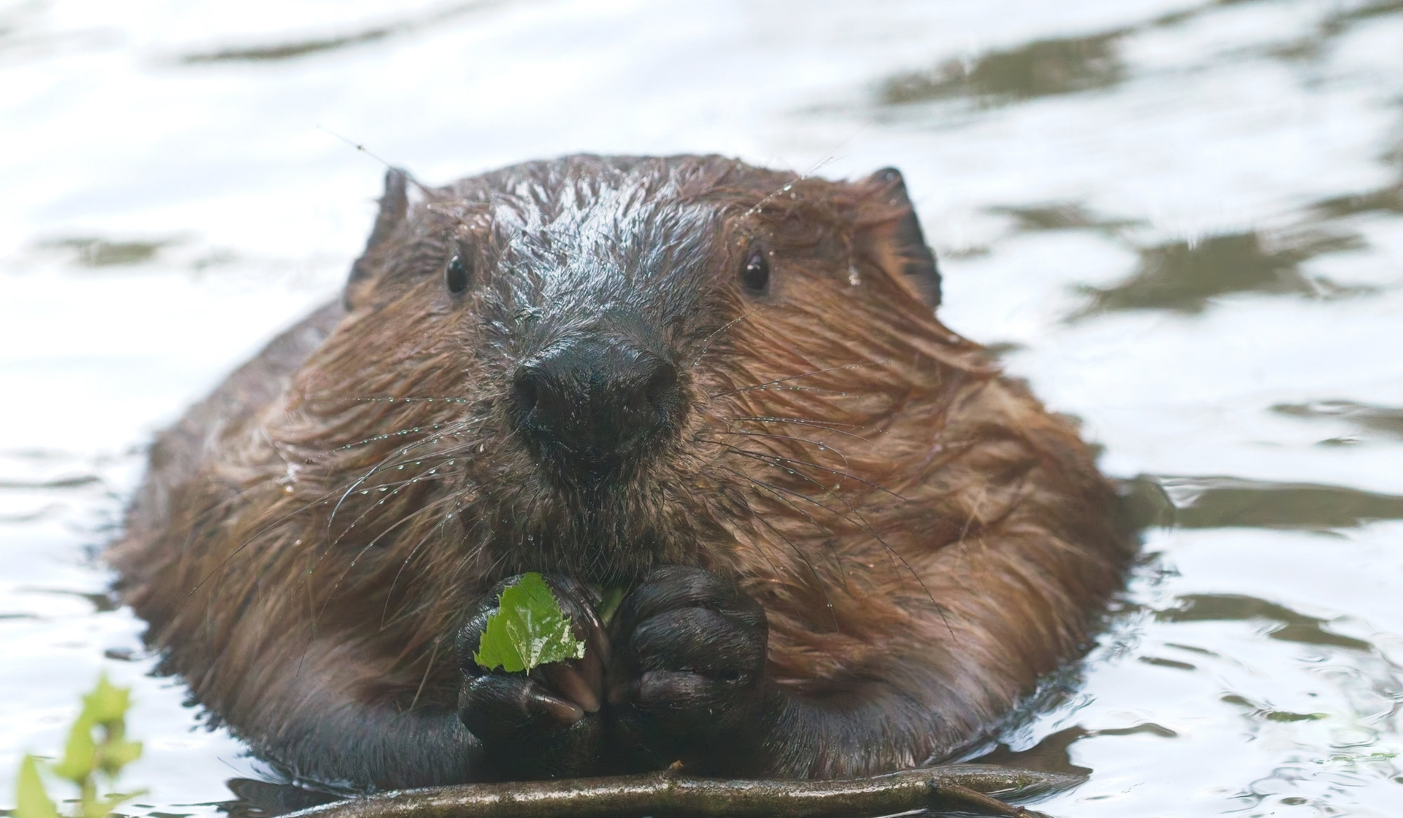 Sovereignty: The Definition of Inanity