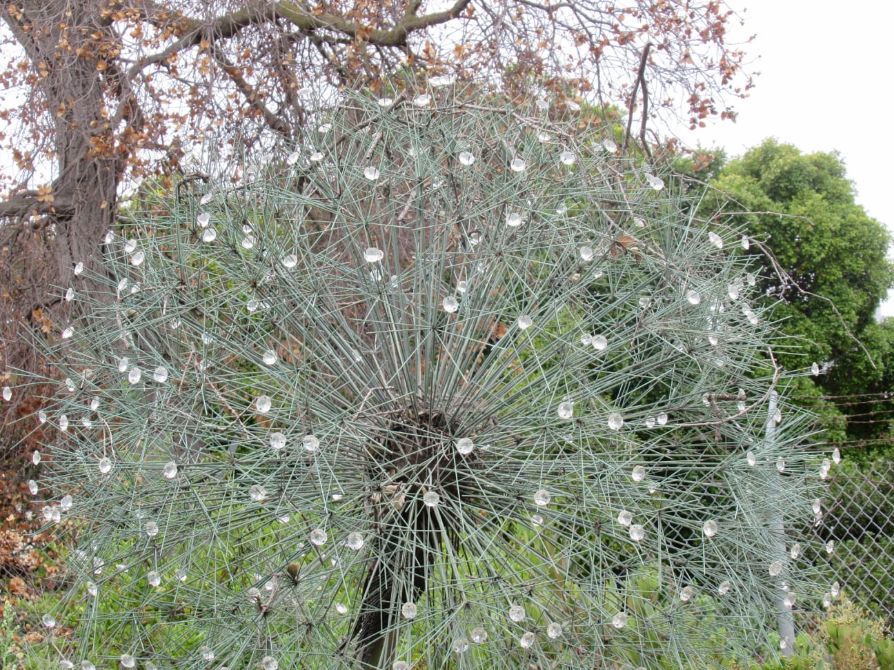 A closeup of the dandelion puff with its glass jewels.