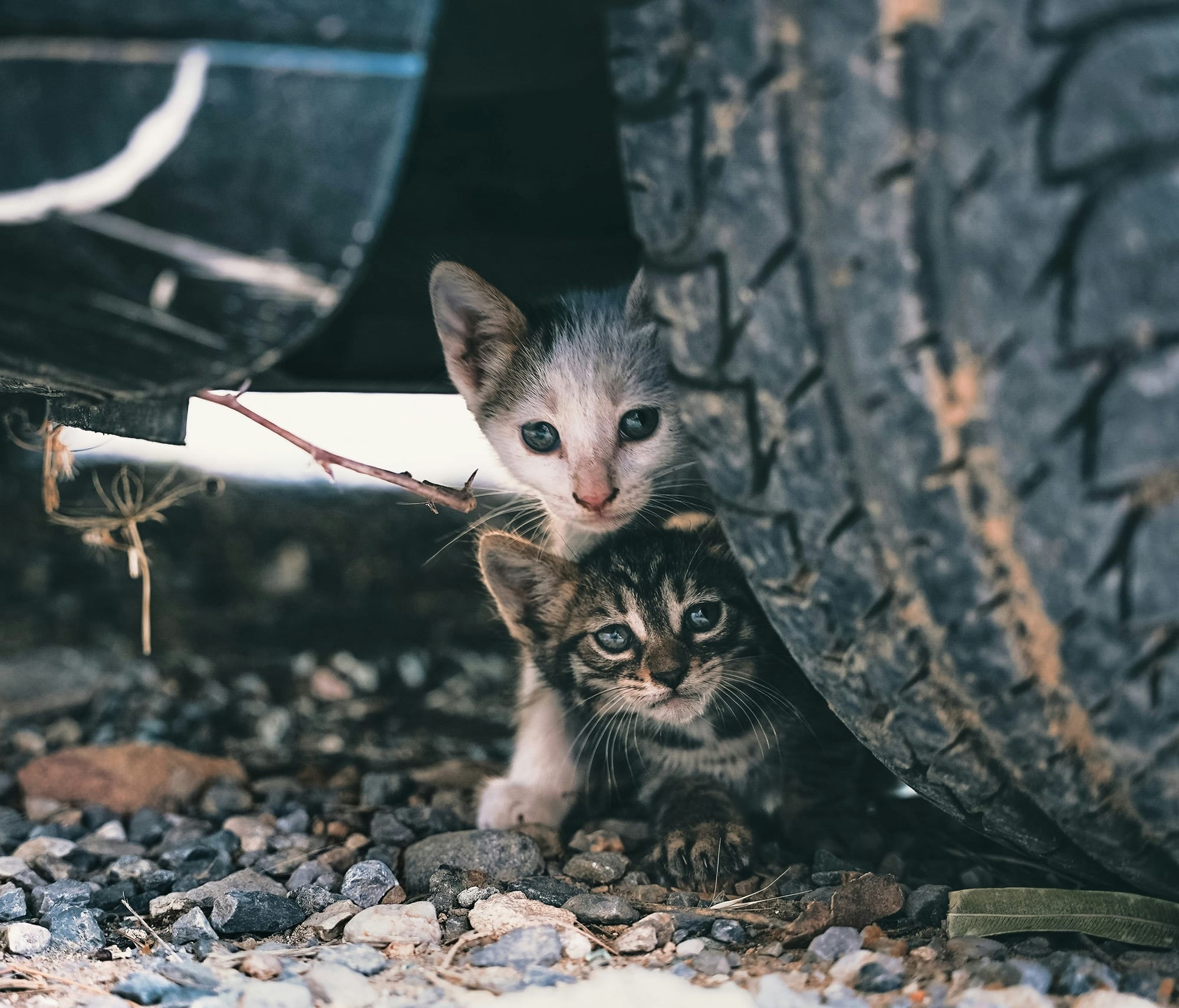 a white kitten and a gray and white kitten peer form behind a tire on top of gravel