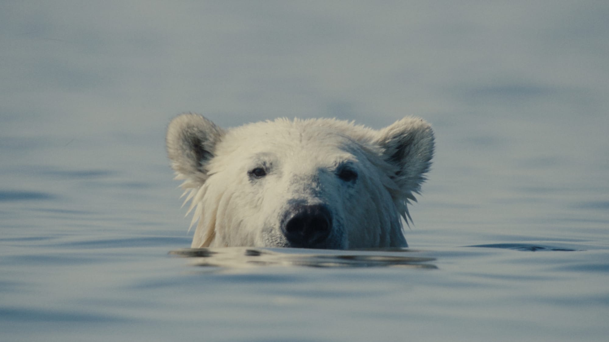 a polar bear sticks his head out of the water