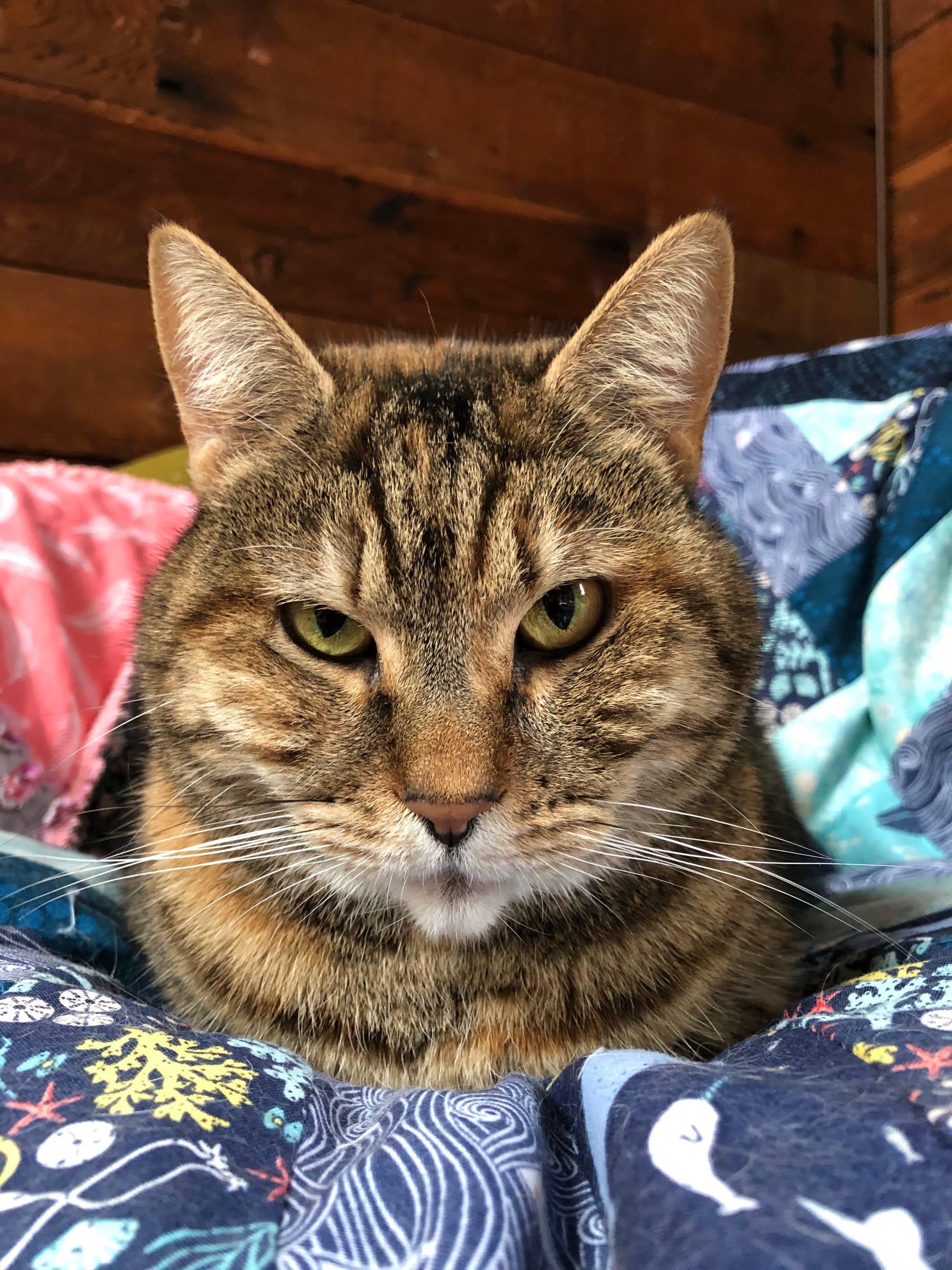 A tortoiseshell cat resting upright on a blue patterned comforter looking directly at the viewer with a mysterious expression.