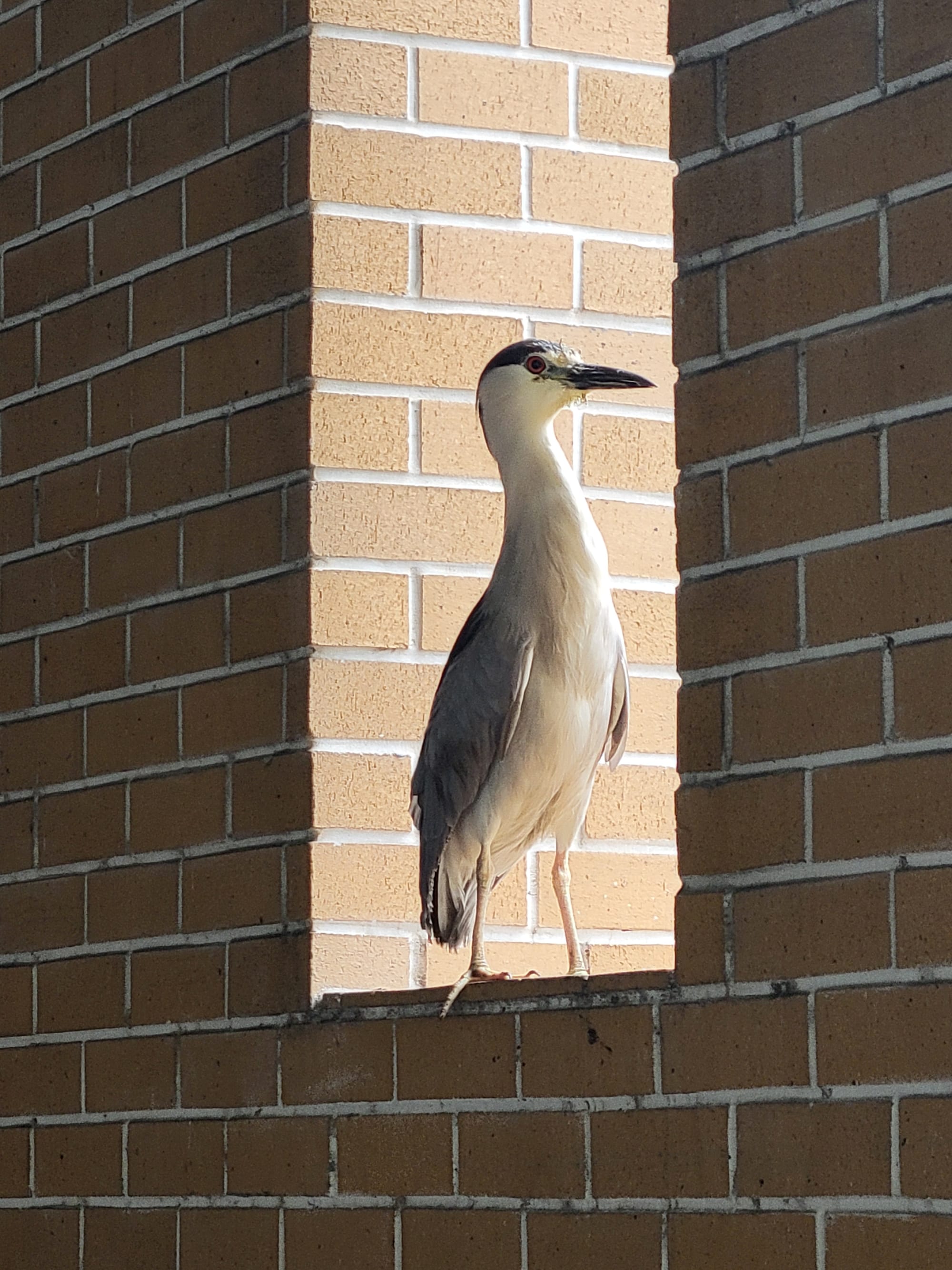 A black-crowned night heron sits in a crevice in a brick wall