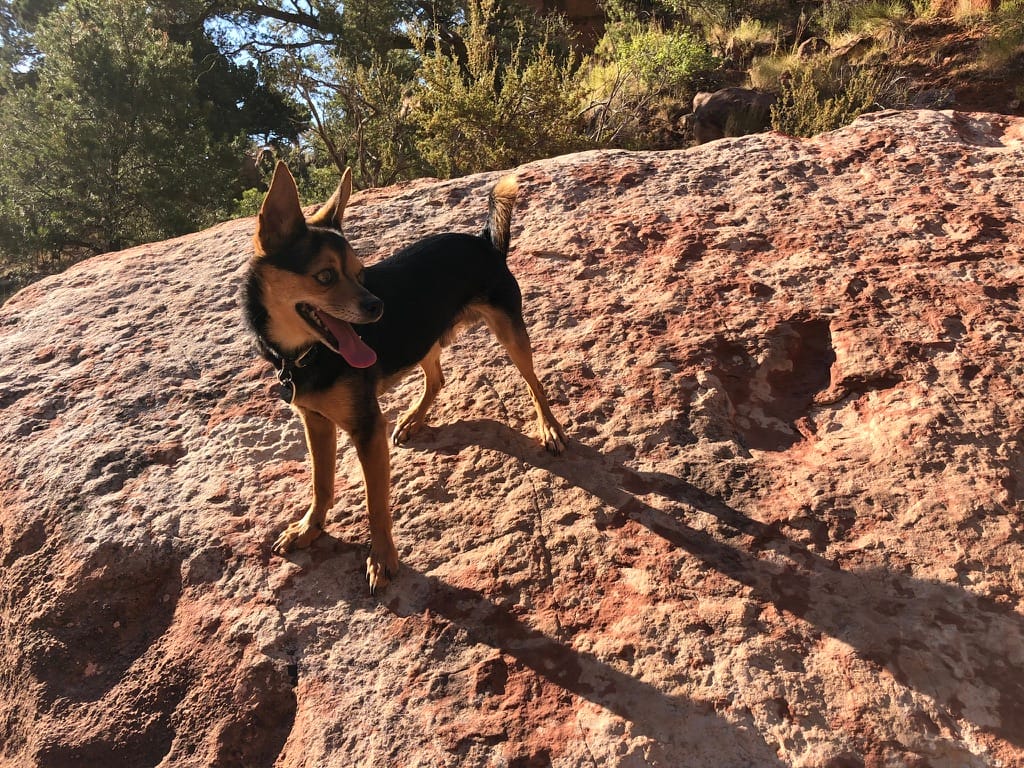 A small dog stands on a sandstone boulder next to a big dinosaur footprint